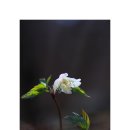 들바람꽃 이미지