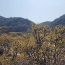 산수유축제장 이미지