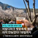 비발디푸드트럭 | 2026 홍천 벚꽃 명소 추천 | 소노펠리체 비발디파크 벚꽃축제 커플 나들이 후기