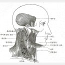 측두근[Temporalis] 이미지