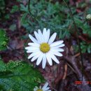 조항산민박 이미지