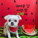 콩이네 이발소 이미지