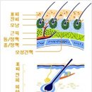 모라클