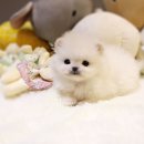 언제나강아지 이미지