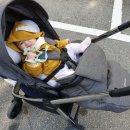 댕이맘마 이미지