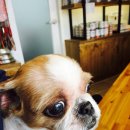 서서울호수동물병원 이미지