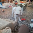 오르치그로치 이미지