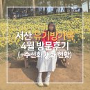 서산-동부-비상-20 | 서산 &#39;유기방가옥&#39; 4월 방문후기 수선화 개화 현황, 엄마랑 꽃구경