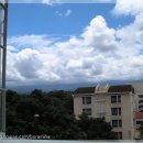 커피트리 이미지