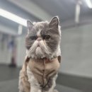 방배로20길 13-11 | [강남구] 타키온 크로스핏 개포점 입문자 추천 후기: 소수정예·샤워시설·시간표·러닝까지