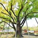 방학동 은행나무 이미지