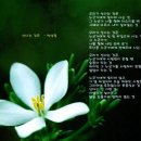 시목 이미지