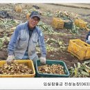 임실참울금 진성농장 이미지