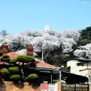 군산 월명공원 벚꽃 이미지