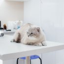 조이동물병원 이미지