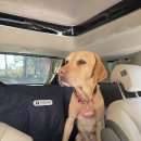 동일택시(주) 이미지