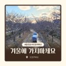 (주)삼화버스공사 | 교토 주쇼지마 겨울 방문 후기 | 짓코쿠부네 운휴 주의 + 후시미 사케거리 꿀팁