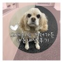 그레이닝 킨더가든 이미지