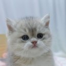 강남 고양이 분양 냥블리 이미지