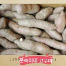 연화방제과 Daum카페