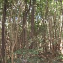 동백동산 이미지