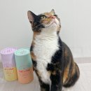 캣츄 | [페페로니 서포터즈] 고양이 잘먹는 캣츄 후기