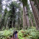 레드우드 이미지