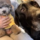 댕댕플래닛 이미지