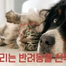 강아지와 고양이 이미지