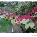 성남시립식물원 이미지