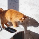 Pet 02나 7772 이미지