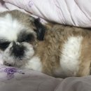 현대동물병원 이미지