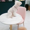 오늘DOG예쁨 이미지