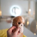 퍼피베베 이미지