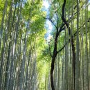 일본 교토 아라시야마와 대나무 숲 이미지