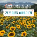 CU함안산업단지점 | 경남 꽃구경 명소 함안 강주마을 해바라기 축제 방문 꿀팁
