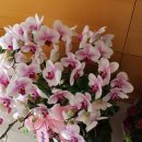 수도로5R 이미지