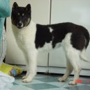 바둑이연구소 이미지