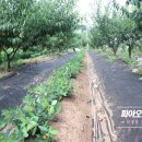 정돈농장2 이미지