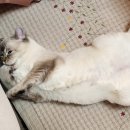 25세 동물병원 네이버블로그
