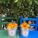 한주농장 | 제주도 2박3일 후기 2편