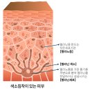서울ND(엔디)의원 | 청담 피코토닝 10회 효과(+레이저토닝 효과적인 사례)