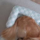 옐로우 켄넬 이미지