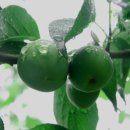 상록목장 이미지