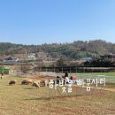 하빛율빠꿈사리 이미지