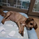 101마리 애견 이미지