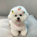 BICHON KOREA 이미지