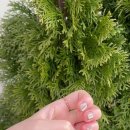 네일로랑 - 강릉시 관솔길12번길 11 | 네일로랑
