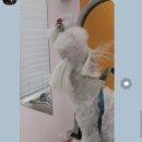 말랑이발소 이미지