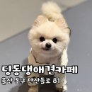 딩동댕 애견카페 이미지